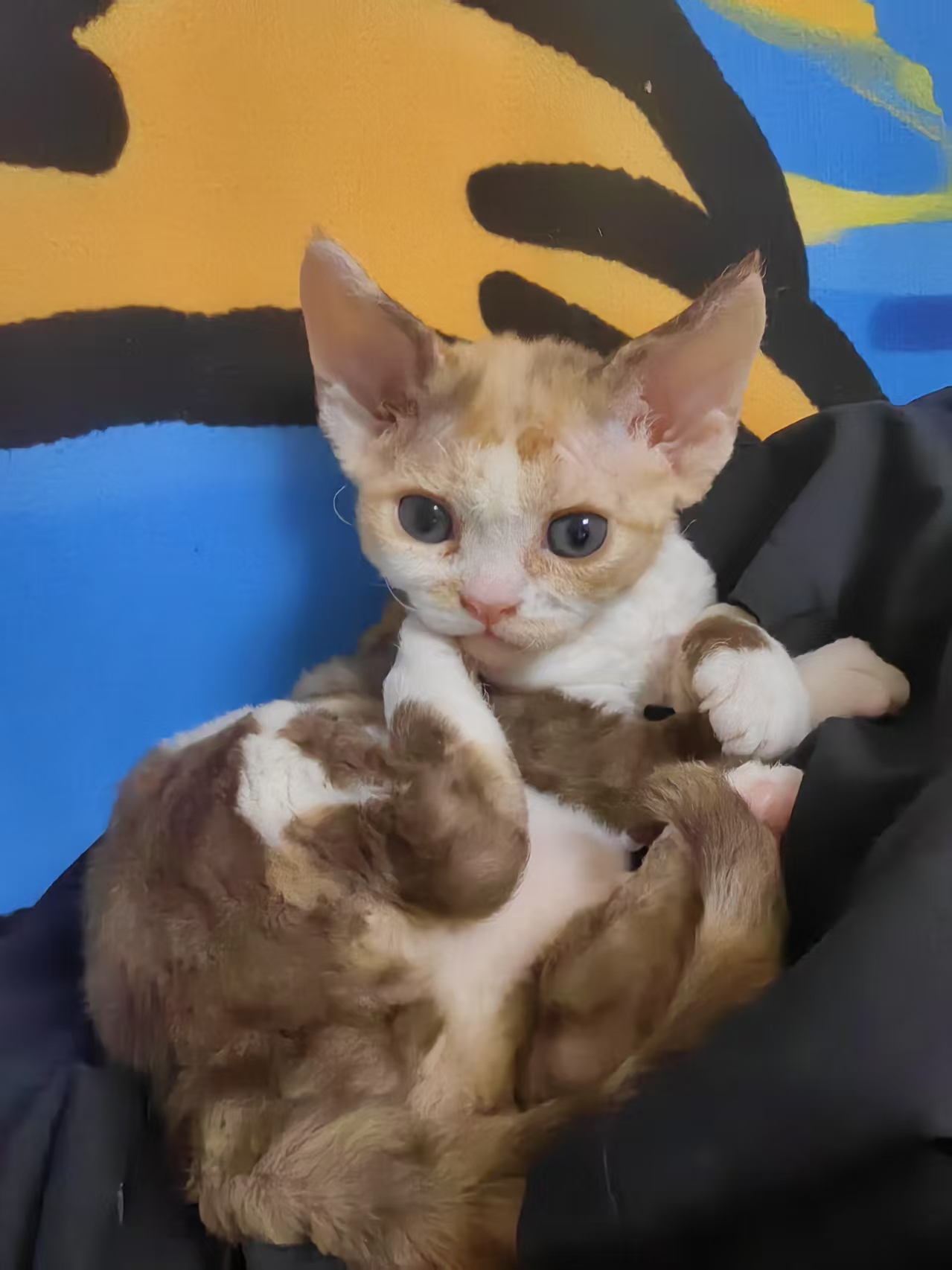 一只小三花妹妹
